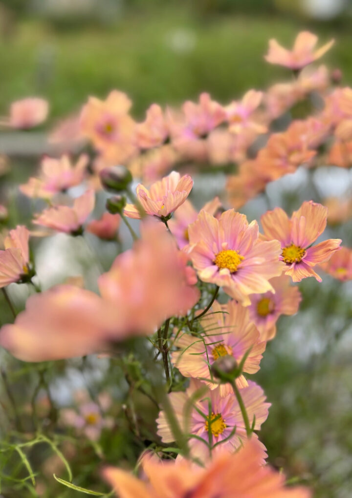 COSMOS AND HOLLYHOCKS