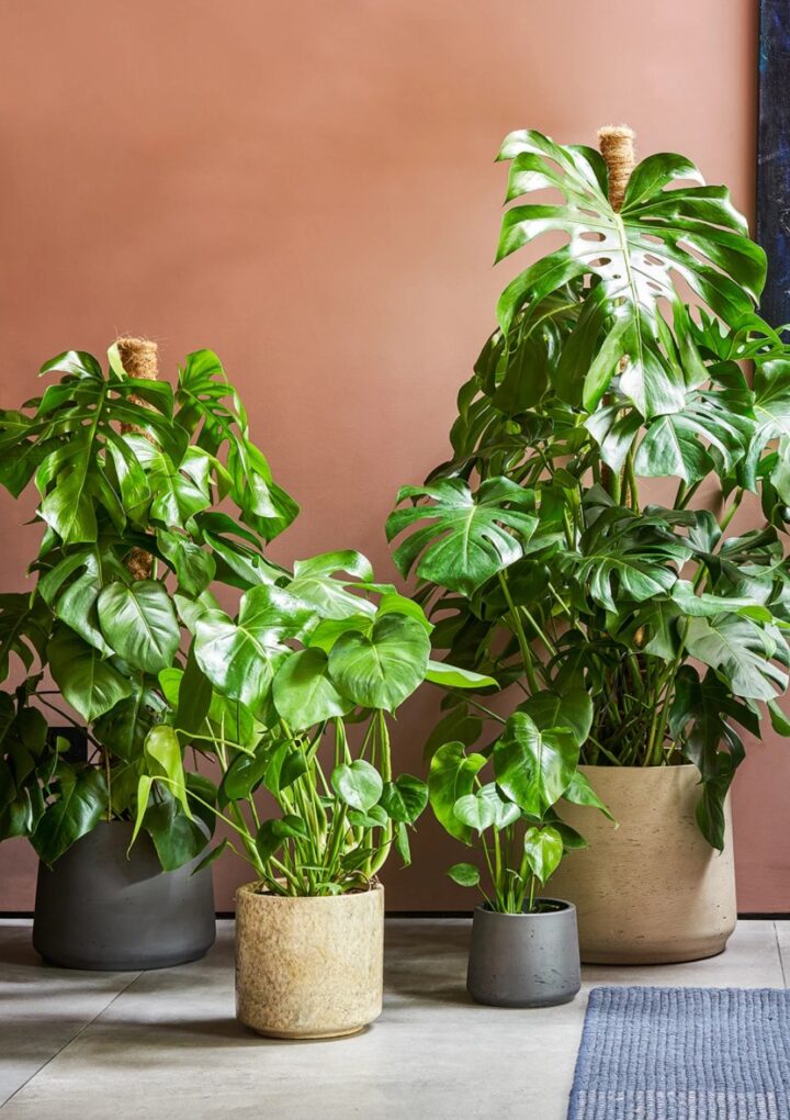 PATCH PLANTS AND THE HOUSE PLANT BOOM