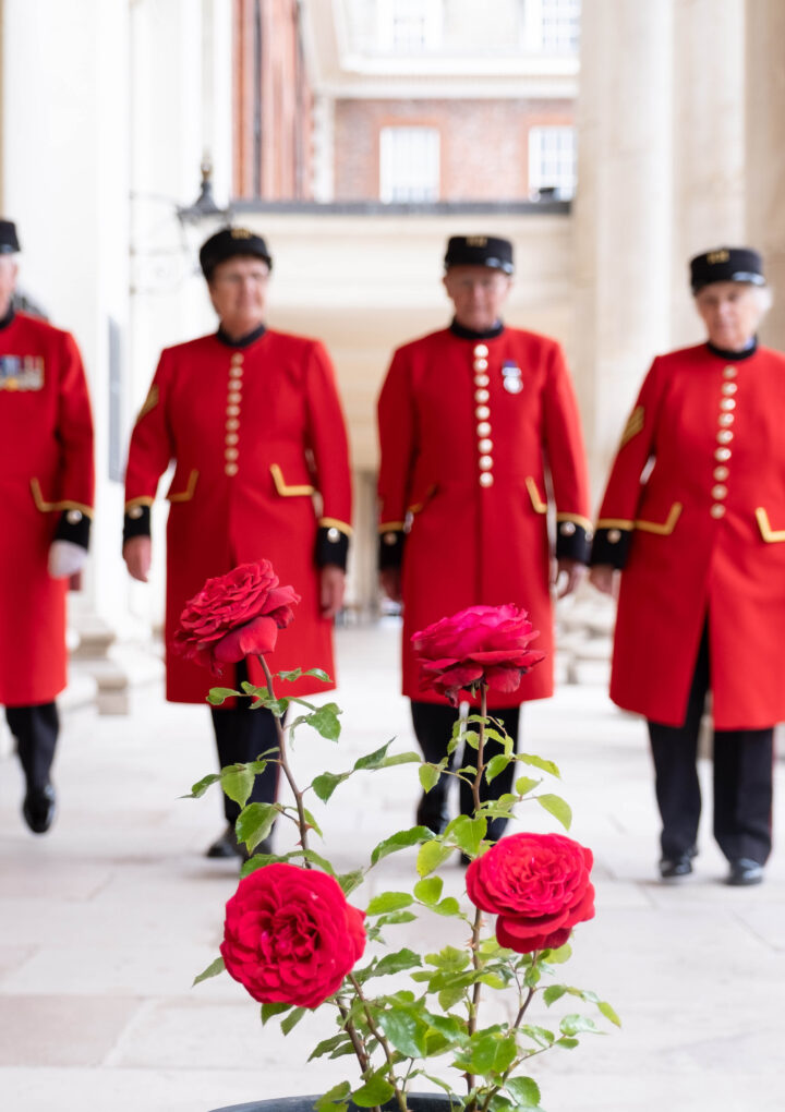 CHARITY ROSES