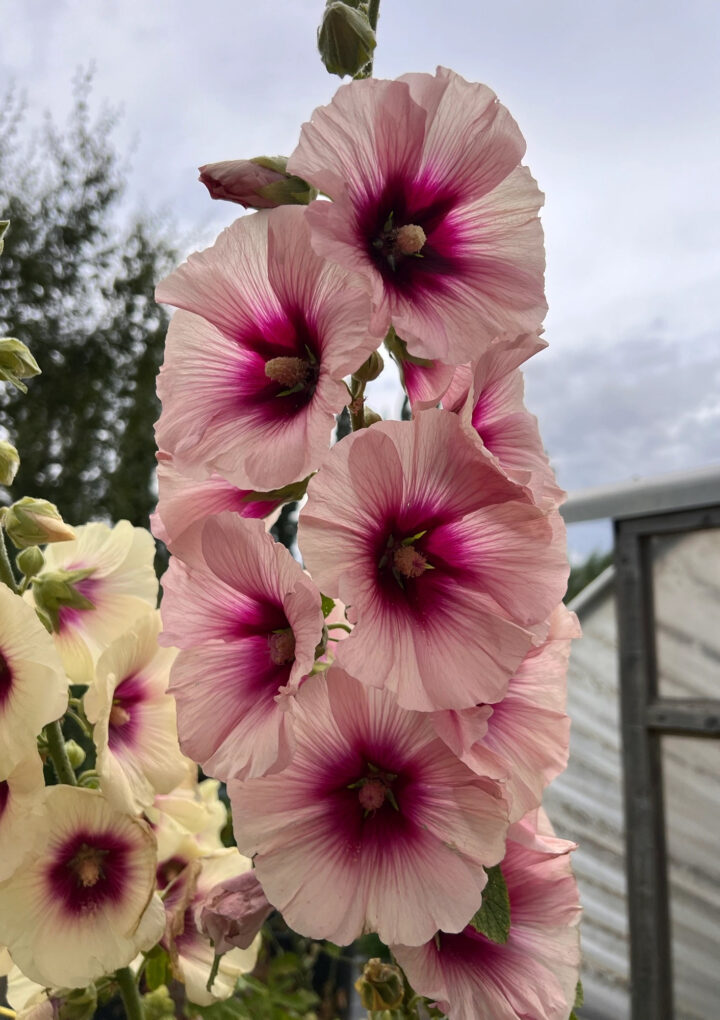 DELPHINIUMS