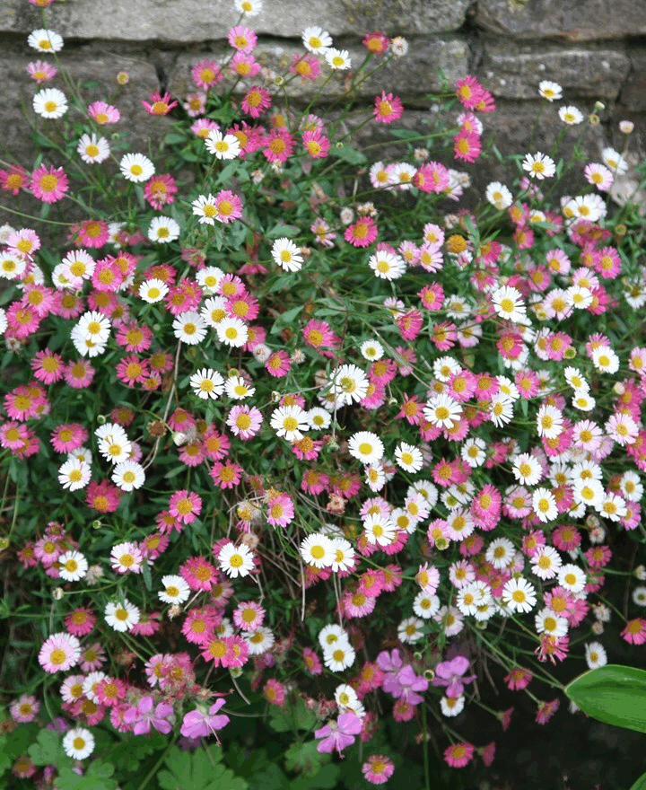 ROCKERIES