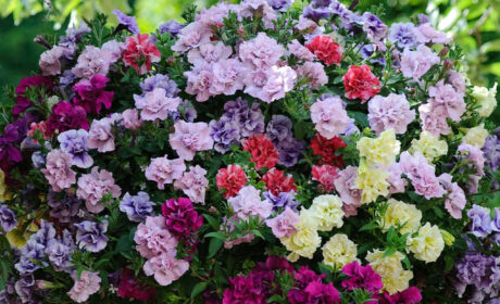 HANGING BASKETS