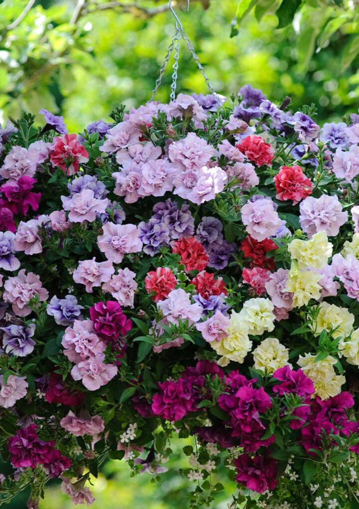 HANGING BASKETS