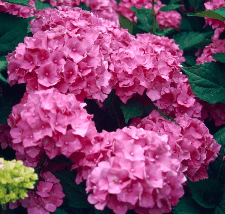 HYDRANGEAS AND LOW-ALLERGEN GARDENING