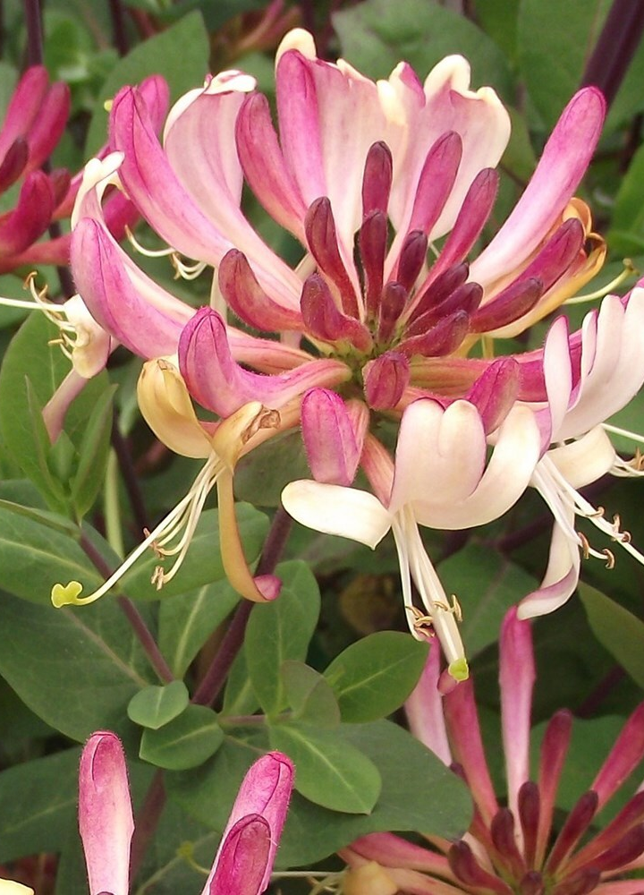 ALL YOU WANT TO KNOW ABOUT HONEYSUCKLES BUT WERE AFRAID TO ASK