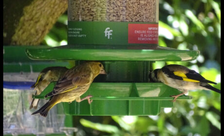 Understanding Wild Bird Disease in our Gardens
