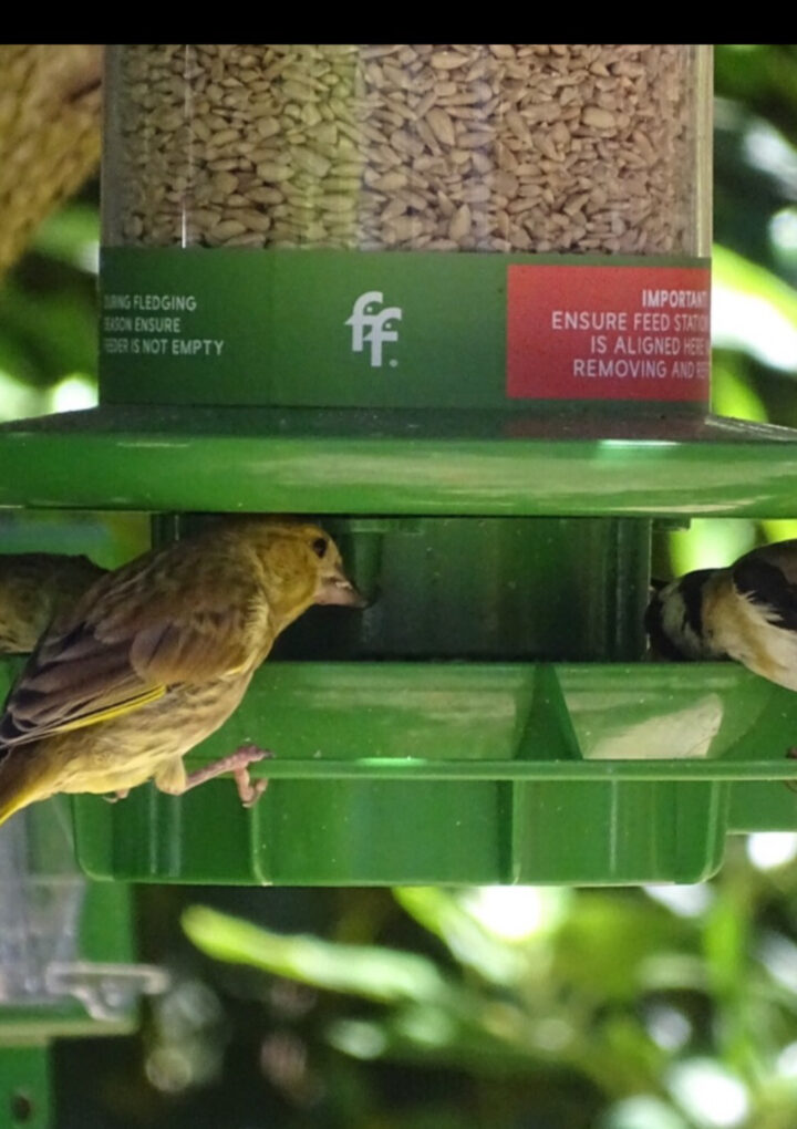 Understanding Wild Bird Disease in our Gardens