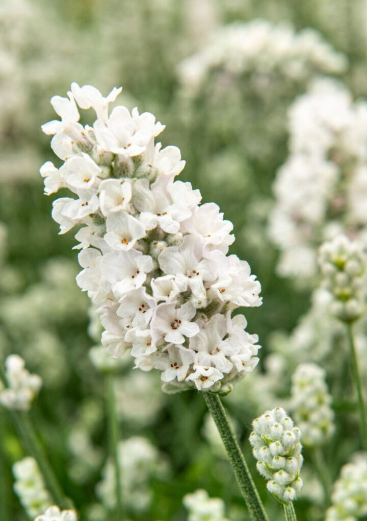 LAVENDER THE MUST-HAVE FLORAL FRAGRANCE INSIDE AND OUT